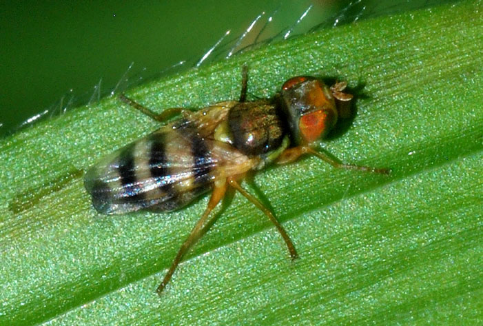 Piccolo dittero da det.